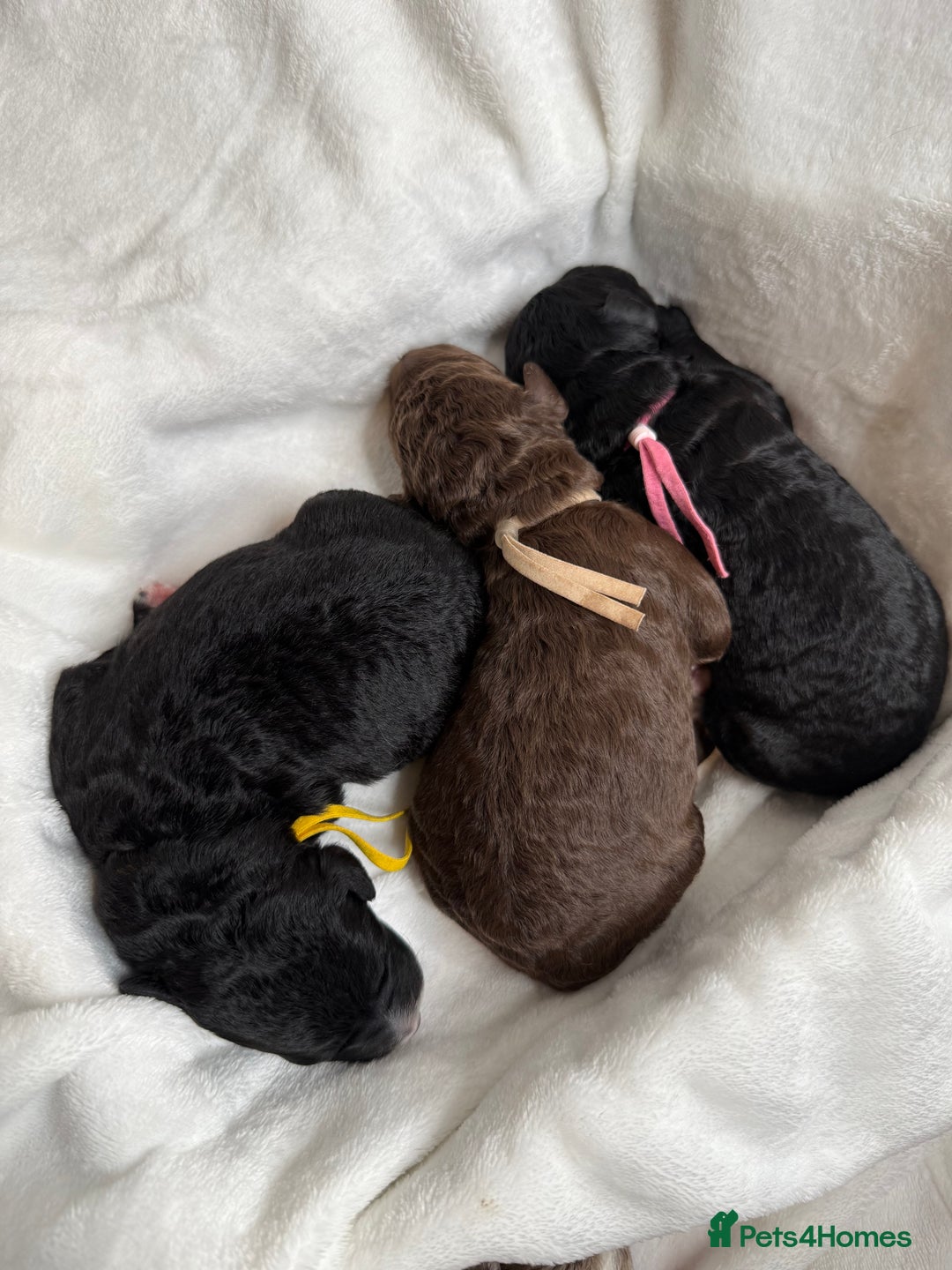Mixed Breed dogs for sale: Goldendoodle/Australian double doodles  - Image 2