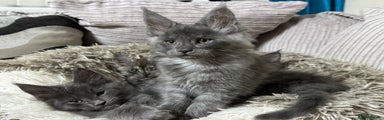 Maine Coon Kitten blue smoke boy