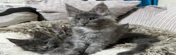 Maine Coon cats for sale: Adorable pure breed Maine coon Kittens’s for sale - Advert 24