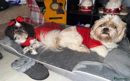 Shih Tzu dogs for sale: ShihTzu Newborn Puppies 💕Home-Raised & Well-Loved - Advert 26