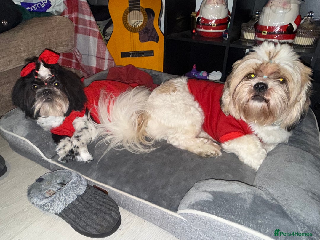 Shih Tzu dogs for sale: ShihTzu Newborn Puppies 💕Home-Raised & Well-Loved - Advert 26