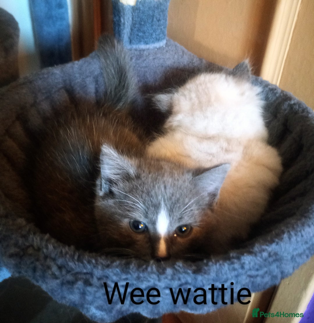 Ragdoll cats for sale: Ragdoll kittens  - Image 4