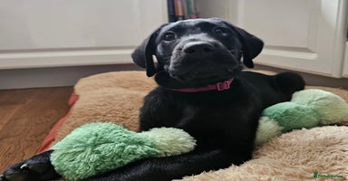 Labrador Retriever dogs - Advert 14