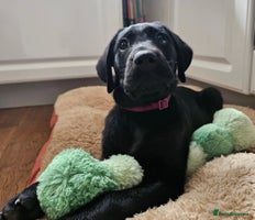 Labrador Retriever dogs - Advert 14