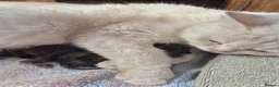 British Shorthair cats for sale: 💙ABSOLUTELY STUNNING BRITISH SHORTHAIR BOYS💙 - Advert 11