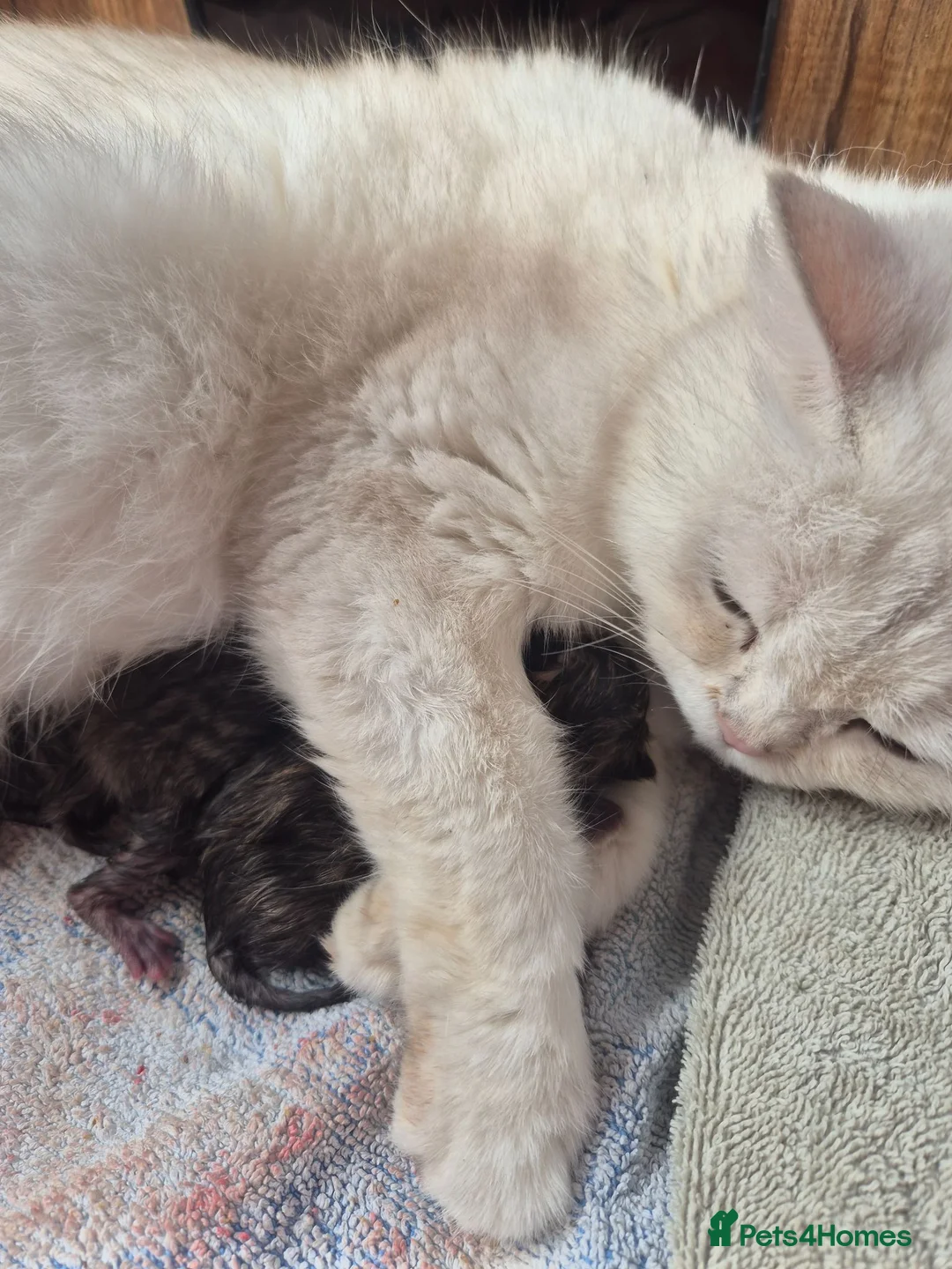 British Shorthair cats for sale: 💙ABSOLUTELY STUNNING BRITISH SHORTHAIR BOYS💙 - Advert 11