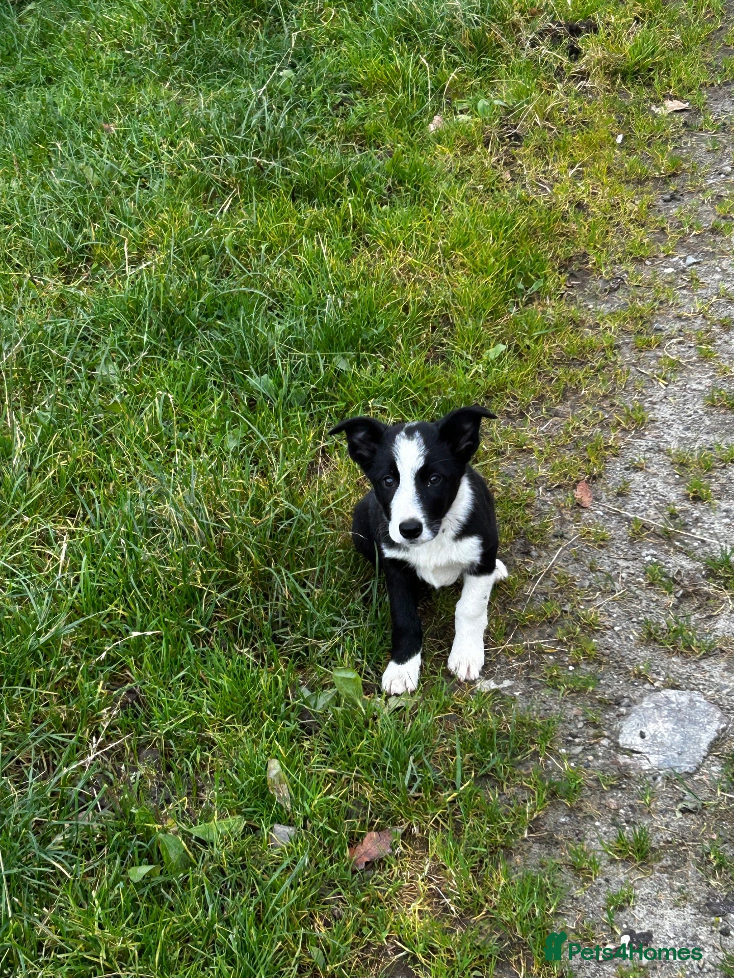 Border Collie dogs 2 male collie pups  - Advert 6