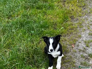 Border Collie dogs 2 male collie pups - Advert 6