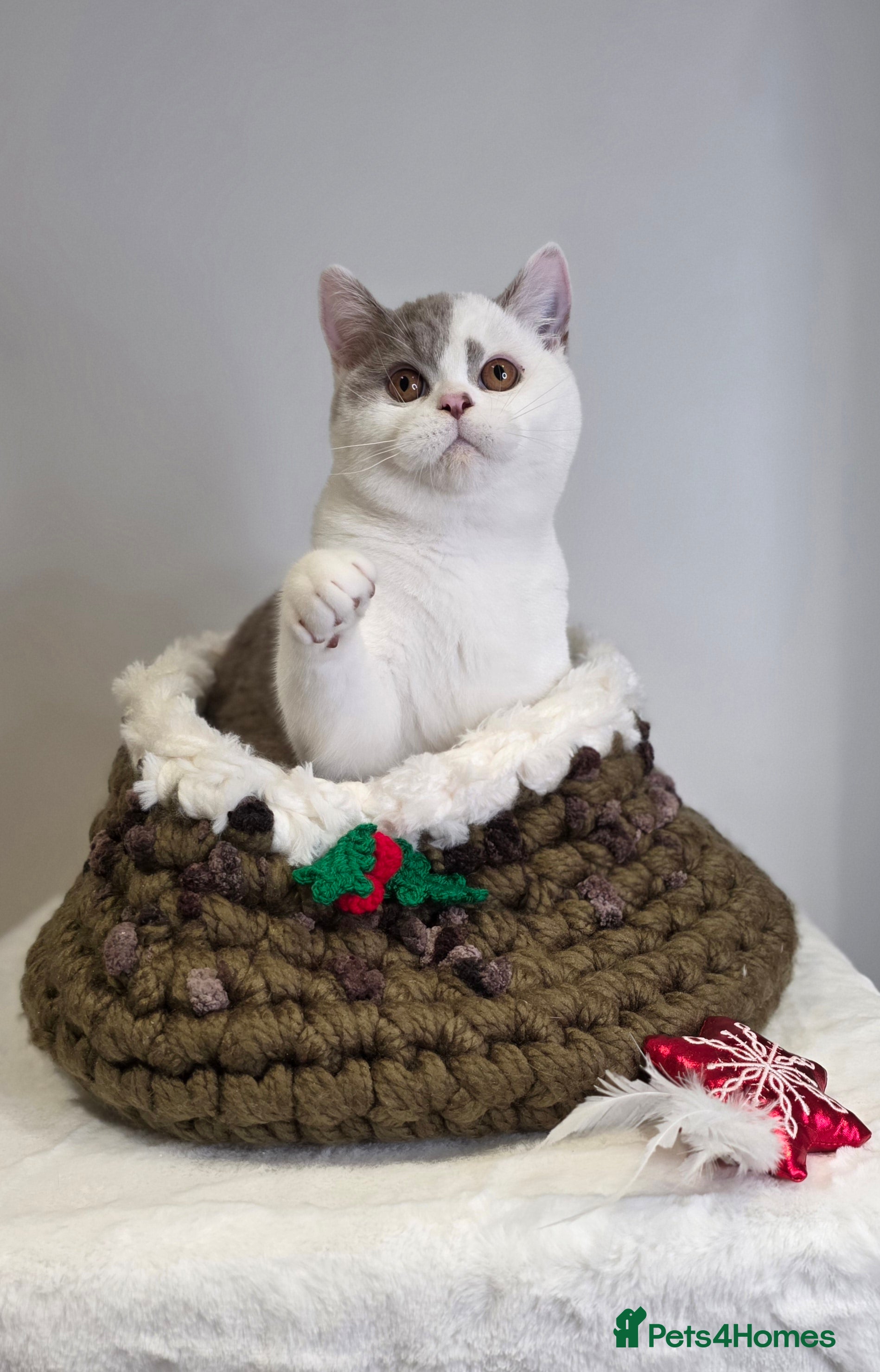 British Shorthair cats CHAMPION SIRED GCCF REG BSH LILAC BI MALE KITTEN - Advert 18