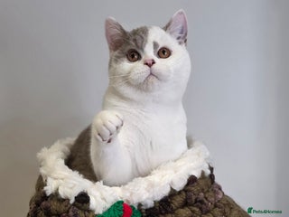 British Shorthair cats CHAMPION SIRED GCCF REG BSH LILAC BI MALE KITTEN - Advert 16