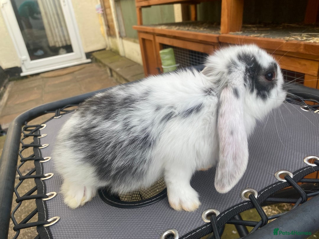 French Lop rabbits for sale: Giant French lop rabbits for sale  - Image 6