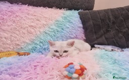 British Shorthair cats for sale: British Shorthair Silver Chinchilla  - Image 18