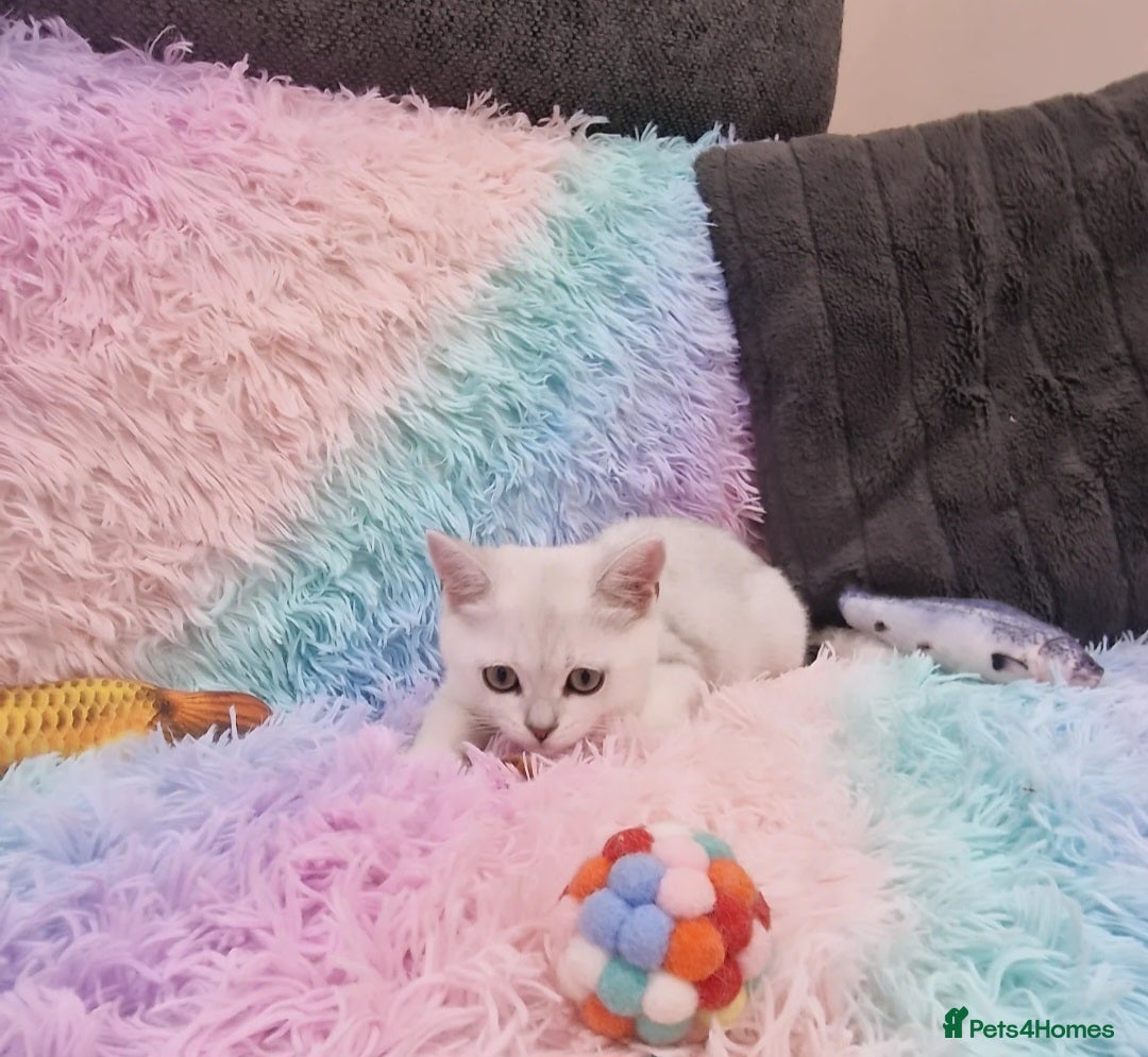 British Shorthair cats for sale: British Shorthair Silver Chinchilla  - Image 18