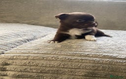 Mixed Breed dogs for sale: Beautiful chi-jack puppies🐕ready to leave🐕 - Image 10