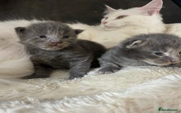Maine Coon cats for sale: Maine Coon Kittens for sale - Image 16