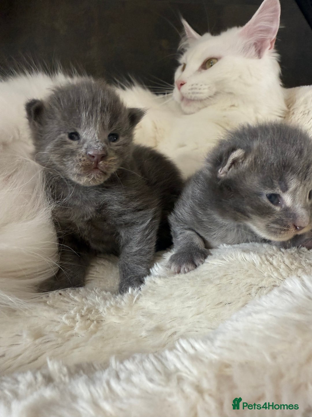 Maine Coon cats for sale: Maine Coon Kittens for sale - Image 16