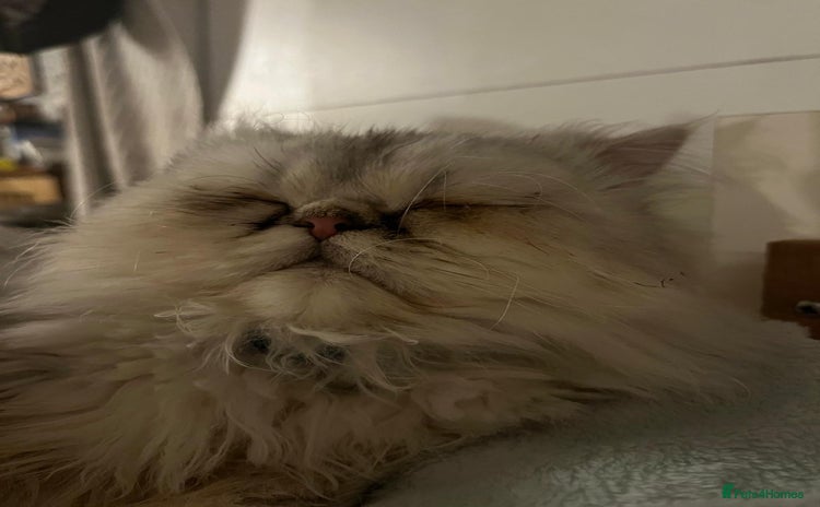 Persian cats - Advert 3