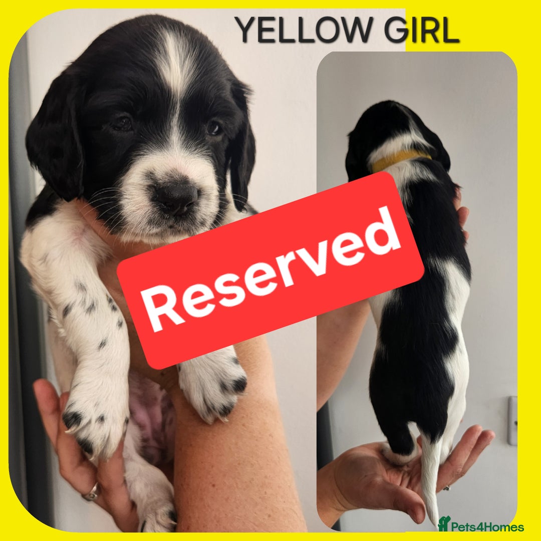 English Springer Spaniel dogs for sale: KC Registered ESS Pups *WELL MARKED* - Image 40