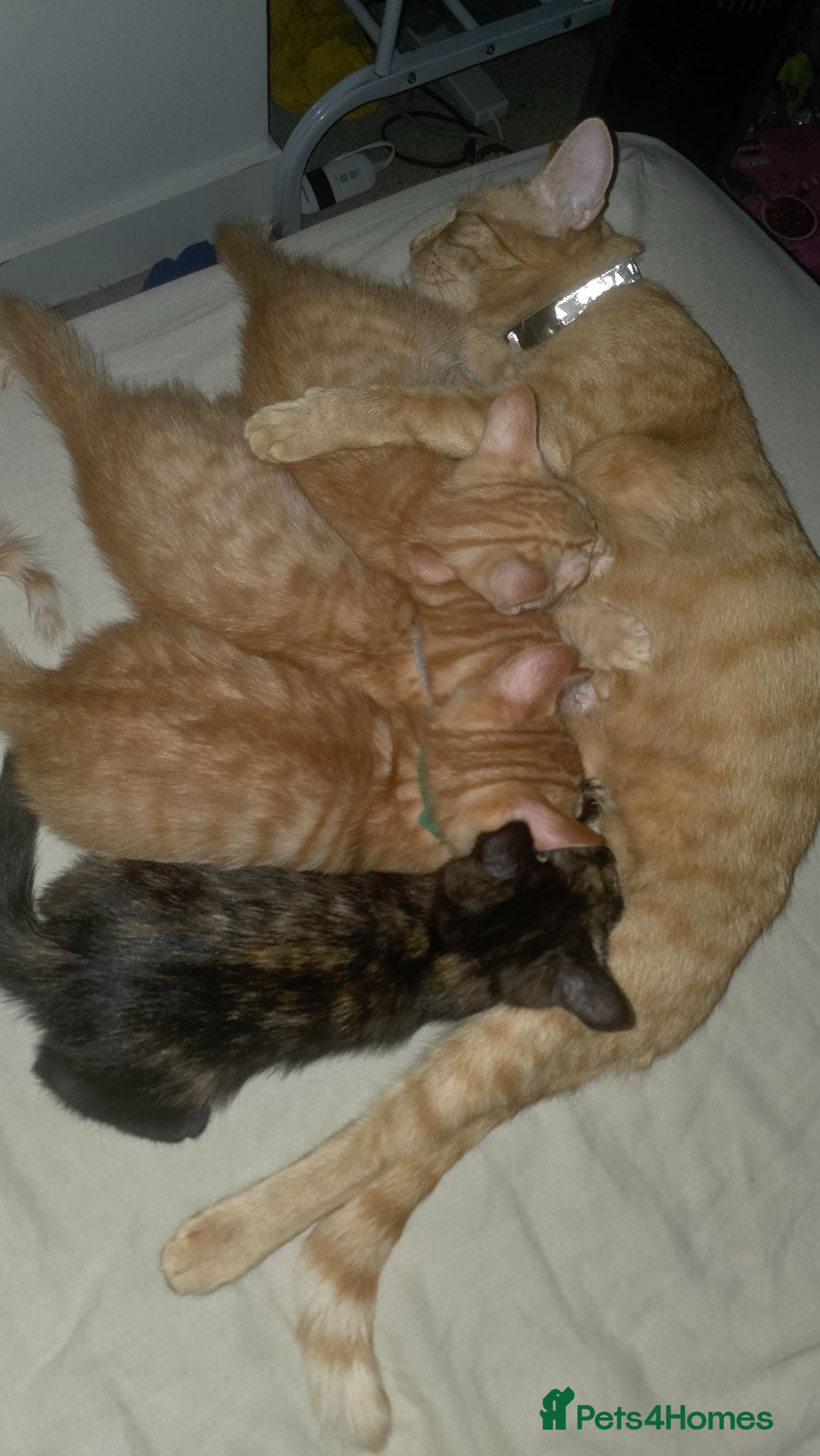 Mixed Breed cats Kittens AVAILABLE NOW - Advert 1
