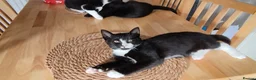 Mixed Breed cats for sale: 4 tuxedo black/white cuties looking for a home - Advert 21