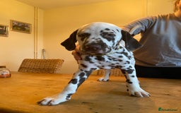 Dalmatian dogs for sale: Absolutely stunning liver puppy  - Image 33