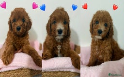 Cockapoo dogs for sale: Adorable Red F1B Cockapoo Puppy for Sale! 🐾 - Image 1