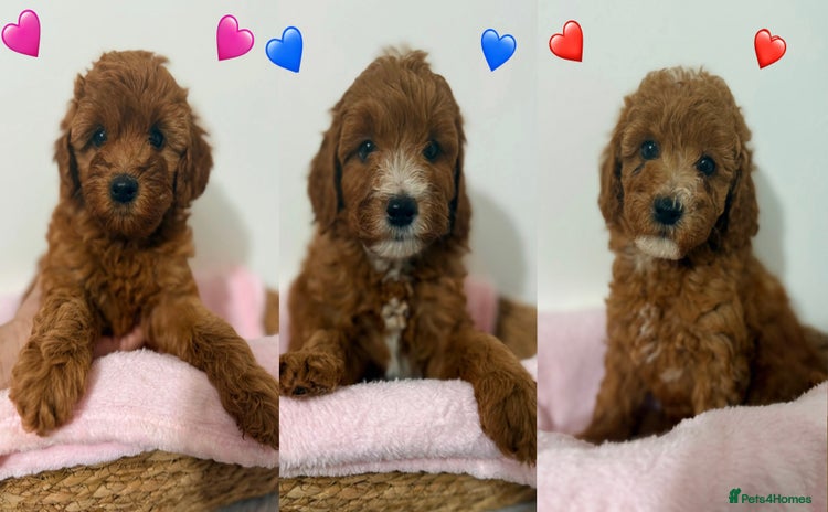 Cockapoo dogs - Advert 4