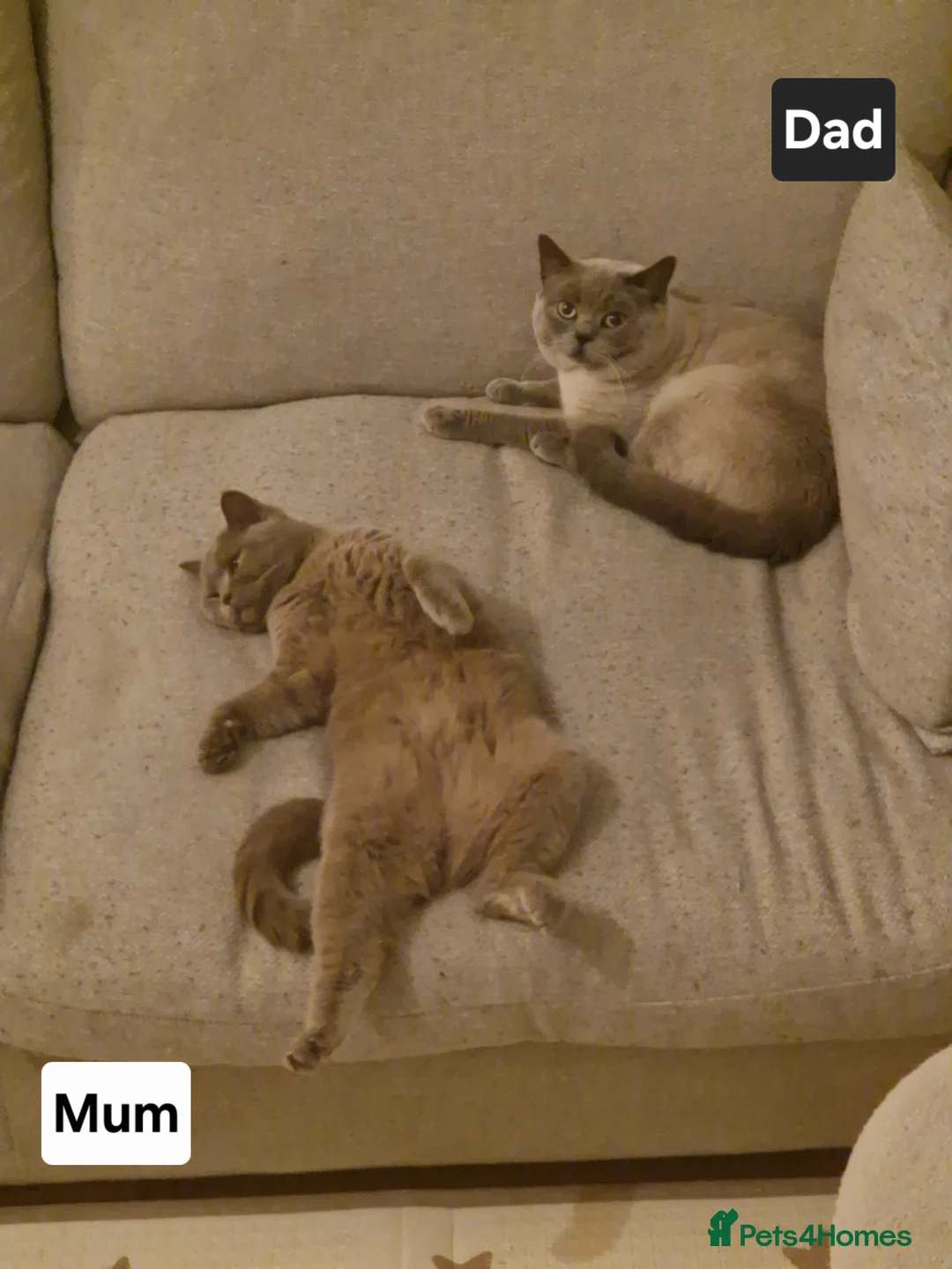 British Shorthair cats for sale: British Shorthair Kittens  - Advert 31