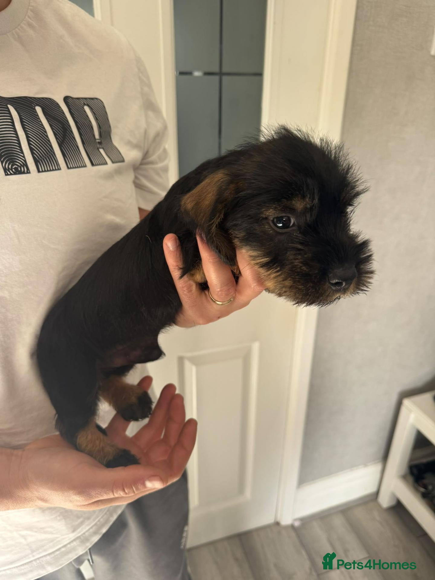 Dachshund dogs for sale: Beautiful boy Teckel Dachshund puppies for sale - Advert 12