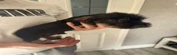 Dachshund dogs for sale: Beautiful Teckel Dachshund puppies for sale - Advert 11