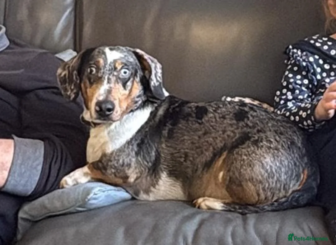 Mixed Breed dogs for adoption: 🐾Meet NORMAN 🐾 - a Lovely Boy for a Loving Home  - Advert 3