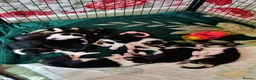 Border Collie dogs for sale: Litter of 6 beautiful male border collie puppies. - Advert 2