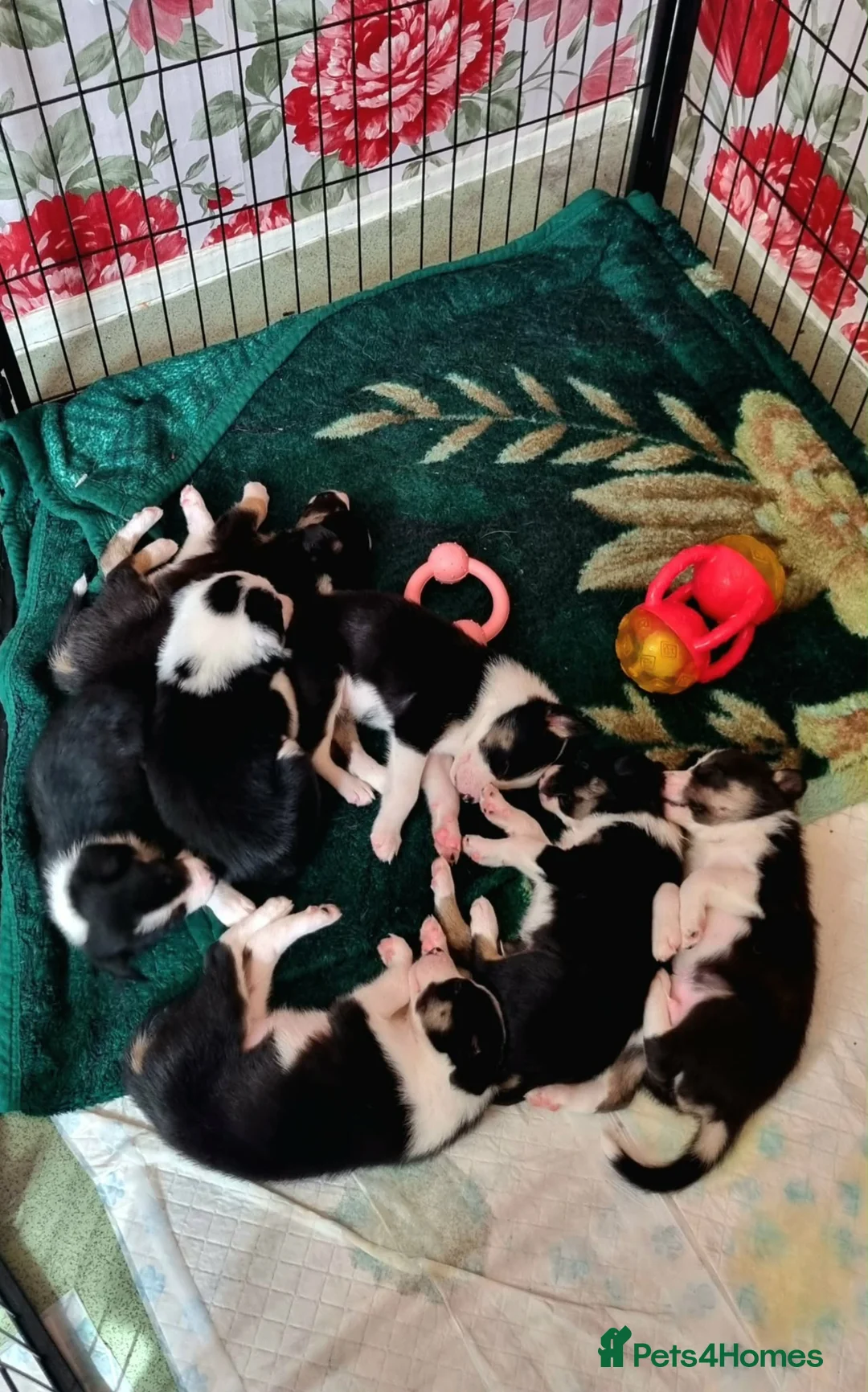 Border Collie dogs for sale: Litter of 6 beautiful male border collie puppies. - Advert 2