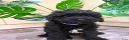 Cavapoo dogs for sale: READY NOW Beautiful f1b black Cavapoos DNA Clear  - Advert 3