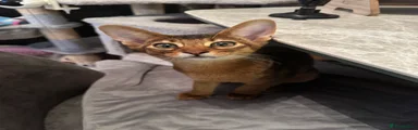 Abyssinian Kitten 1