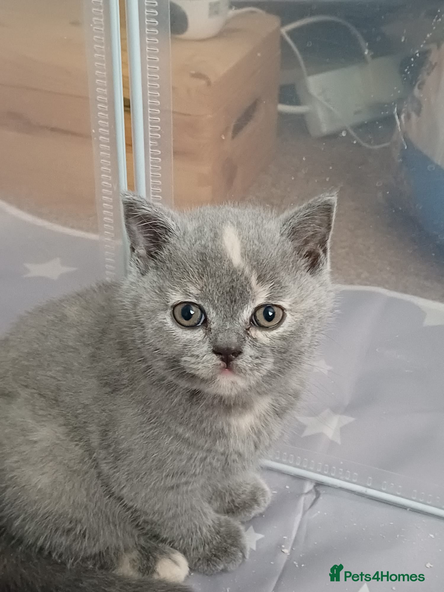 British Shorthair cats British shorthair kittens - Advert 5