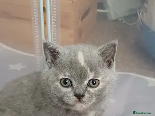 British Shorthair cats British shorthair kittens - Advert 5