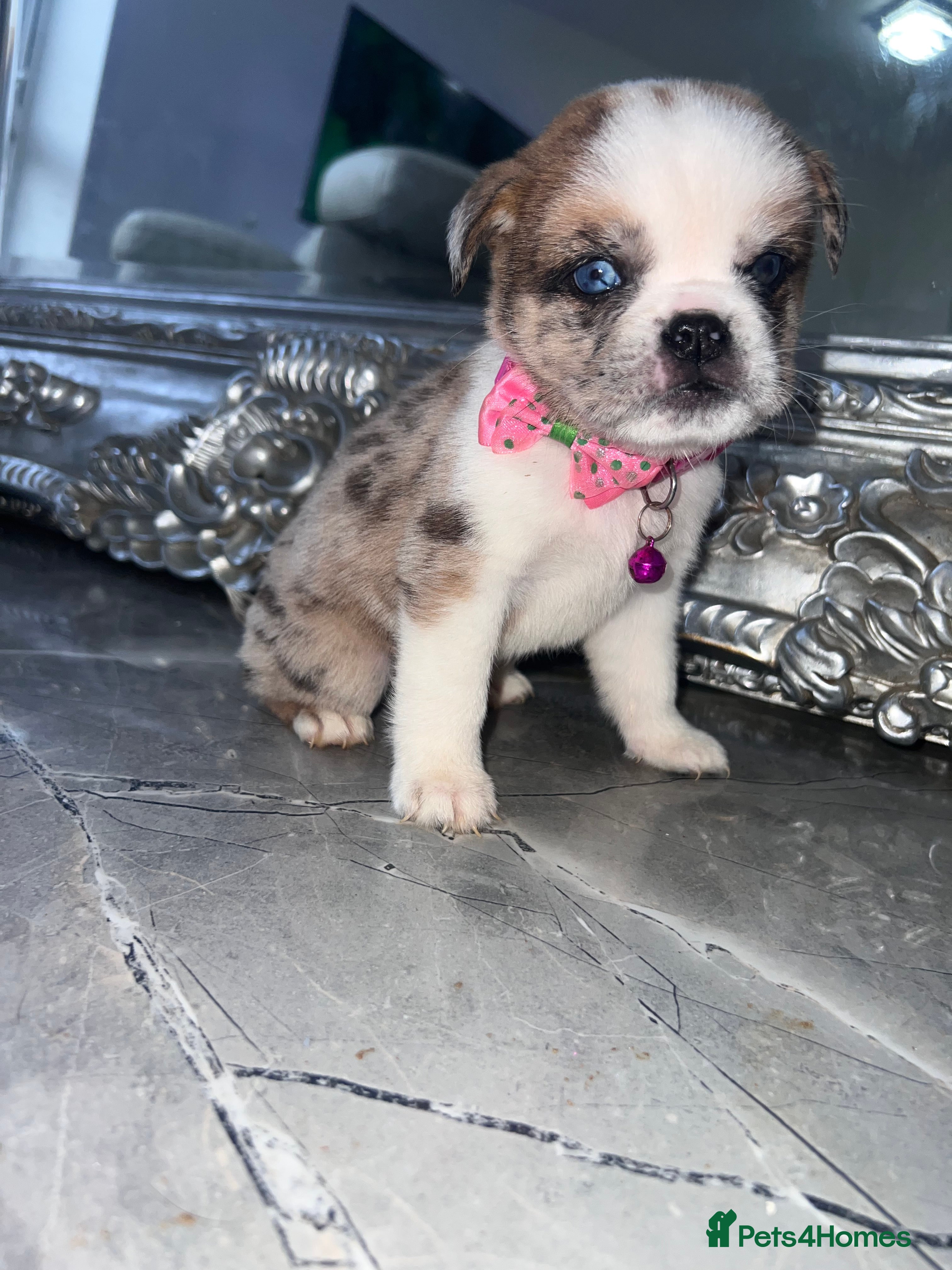 Mixed Breed dogs Chow Chow × Puppies  - Advert 7