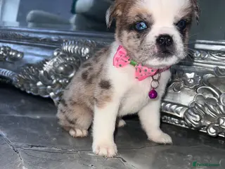 Mixed Breed dogs Chow Chow × Puppies - Advert 7