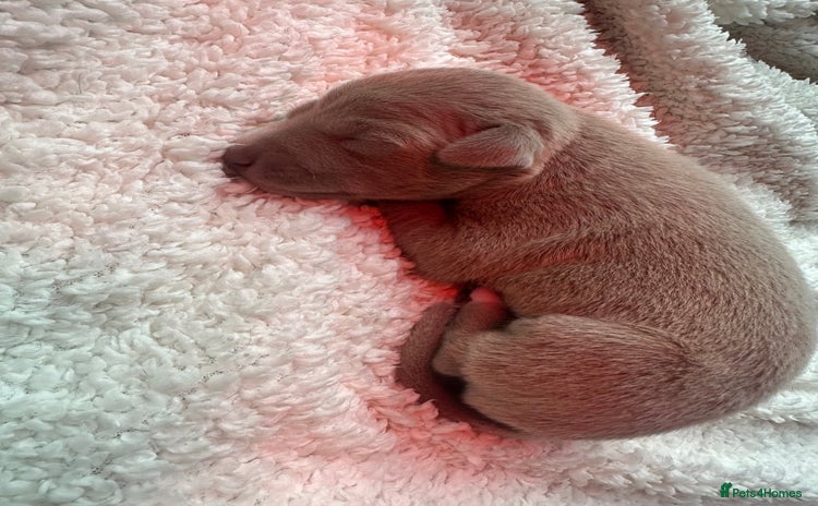 Italian Greyhound dogs - Advert 1