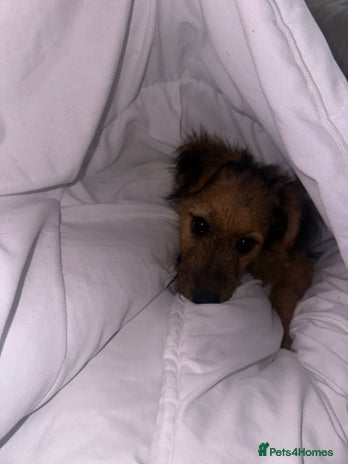 Lakeland Terrier dogs - Advert 2