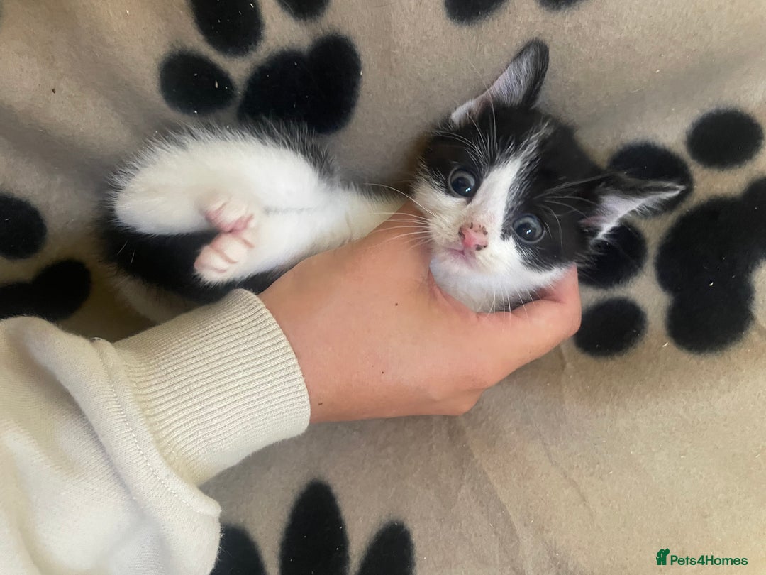 Domestic Shorthair cats for sale: Beautiful kittens  - Image 4