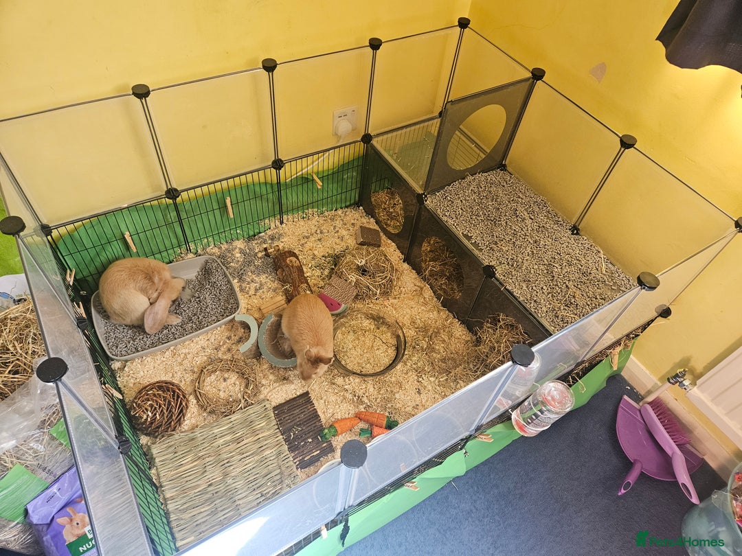 Mixed Breed rabbits for sale: Two cute male bunny rabbits in Chesham - Image 7