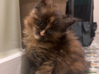 Maine Coon cats Maine coon smoke kittens - Advert 13