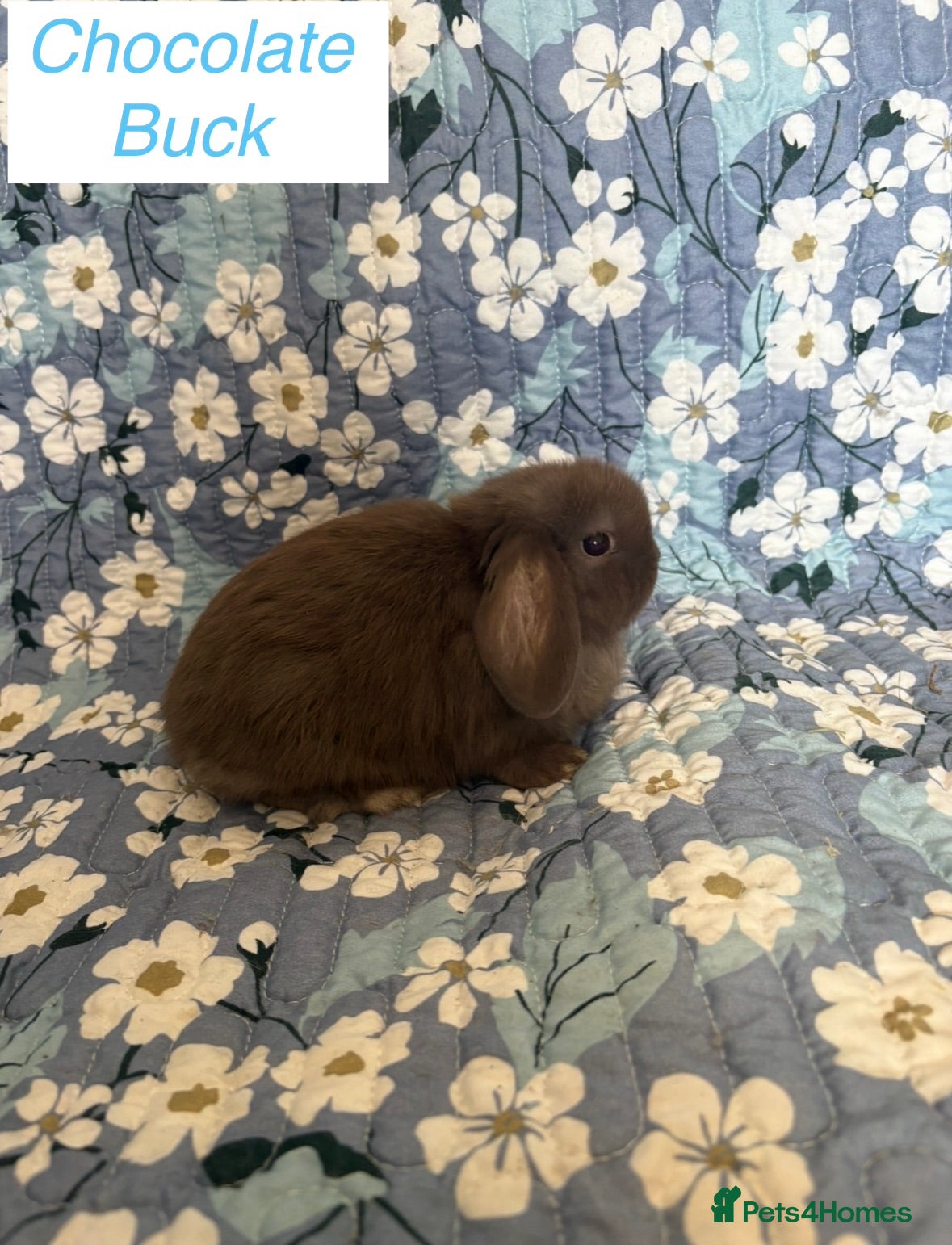 Mini Lop rabbits Baby Mini Lops Ready 01/05 - Advert 15