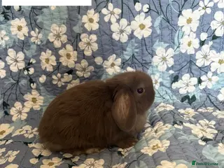 Mini Lop rabbits Baby Mini Lops Ready 01/05 - Advert 15