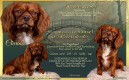 Cavalier King Charles Spaniel dogs for stud: KC REG EXTENSIVELY HEALTH TESTED CHOC RUBY STUD  in Hoddesdon - Image 1