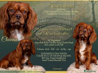 Cavalier King Charles Spaniel dogs in Hoddesdon - Advert 1