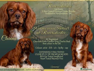 Cavalier King Charles Spaniel dogs KC REG EXTENSIVELY HEALTH TESTED CHOC RUBY STUD in Hoddesdon - Advert 3