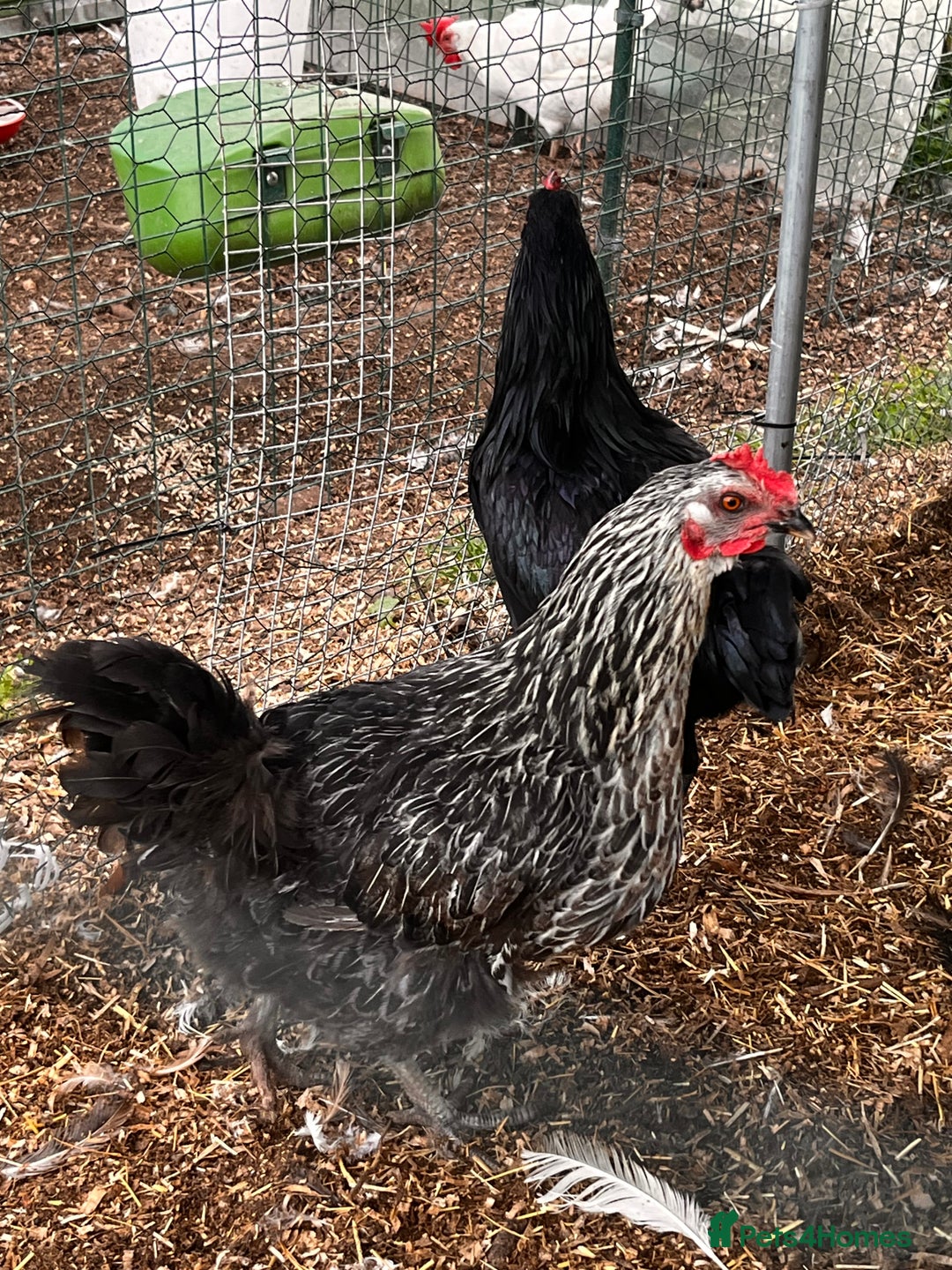 Chickens poultry for sale: Breeding flock of speckled and layer flock - Image 4
